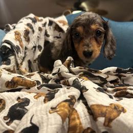 Graham - Black and tan male Dachshund puppy in Hudson, Michigan from Mittentail Kennel Miniature Dachshunds & Australian Shepherds