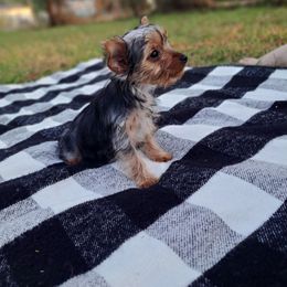 Green bean - Black and tan female Yorkshire Terrier puppy in Valdosta, Georgia from Lynn's Yorkshire Terriers