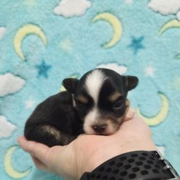 Black tri boy - Black and tan male Chihuahua puppy in Richmond, Virginia from Breens