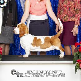 Missy - Basset Hound