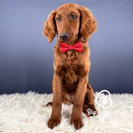 Holly - Red  female Goldendoodle puppy in Utah County, Utah from Big Hearted Breeders