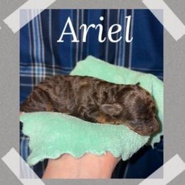 Ariel - Phantom female Poodle puppy in Willisburg, Kentucky from Gabrielle’s AKC Toy Poodles