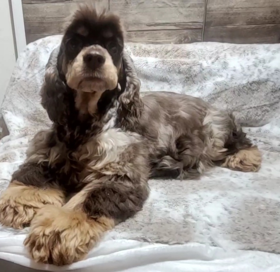 Peanut - Cocker Spaniel
