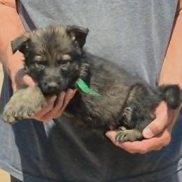 Boy 4 Green - Sable male German Shepherd puppy in Lake George, Colorado from High Country German Shepherds