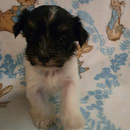 Boy 5 - Black and white male Havanese puppy in Deer Park, Washington from Mt. Top Havanese