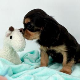 AKC Champion-Sired Bruce Wayne - Black and tan male Cavalier King Charles Spaniel puppy in Louisville, Kentucky from Ali-Mae Cavaliers