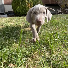 "Bean" Weimaraner Puppies from Baird Weims - AKC registered