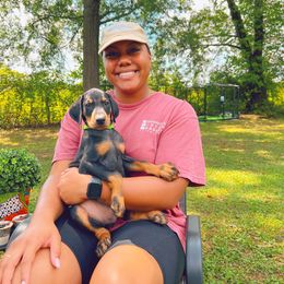 Doberman Pinscher Puppies from Ranchers Companion Doberman Kennel