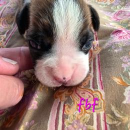 Flashy brindle female - Brindle female Boxer puppy in Farmington, Pennsylvania from Impression's Boxers