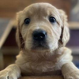 Golden Retrievers and Labrador Retrievers from Beards Creek Kennels