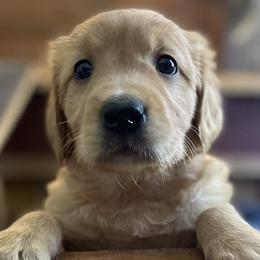 Golden Retrievers and Labrador Retrievers from Beards Creek Kennels