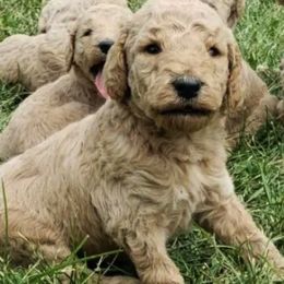 Goldendoodles and Sheepadoodles from Golden Breeds