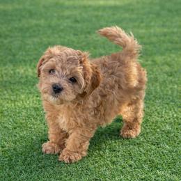 Copper - male Cavapoochon puppy in Mt. Pleasant, Iowa from Platinum Premier Puppies