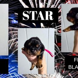 Star - Black and tan female Cavalier King Charles Spaniel puppy in Willmar, Minnesota from Starlite Cavaliers