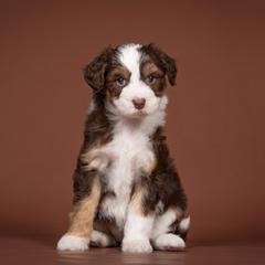 Bubbles - White and red female Bordoodle puppy in Tillamook, Oregon from Oregon Bordoodles
