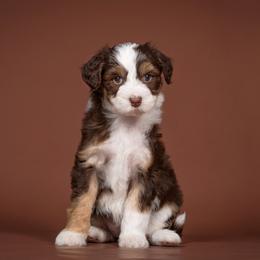 Bubbles - White and red female Bordoodle puppy in Tillamook, Oregon from Oregon Bordoodles