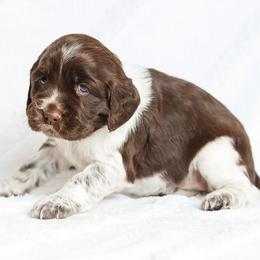 Scarlett - Liver white and roan female English Springer Spaniel puppy in Atglen, Pennsylvania from Smokey Hollow Puppies