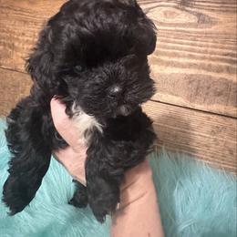 Shihpoo puppies from Geise Meadow Doodles