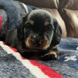 Dachshund Puppies from Wet Mountain Weenie Dogs