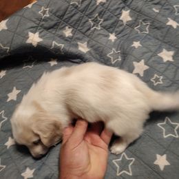 Ee cream Piebald female - Piebald female Dachshund puppy in Highland Home, Alabama from Landey's Long Dogs