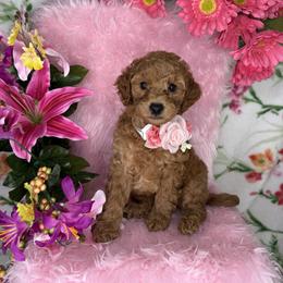 Patty (Pink) - Cream female Goldendoodle puppy in Miami, Florida from Katy's Toy Poodles