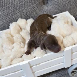 Maple -akc - Chocolate and tan female Dachshund puppy in Sacramento, California from Valentina's mini  AKC Dachshunds