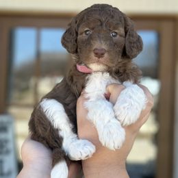 Aussiedoodle, Bordoodle, and Poodle Puppies from Calena’s Doodle Pups