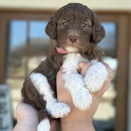 Aussiedoodle, Bordoodle, and Poodle Puppies from Calena’s Doodle Pups