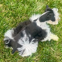 Stella - Miniature Schnauzer