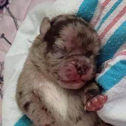 Magnus - Black male Pug puppy in East Bernstadt, Kentucky from Sundance Pugs
