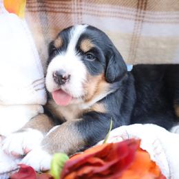 Barley (Blue Bow) - Tri-color female Bernese Mountain Dog puppy in Middlesex, North Carolina from Willow Springs Doodles & Berners
