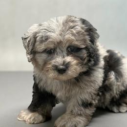 Havanese, Havapoos, Maltese, and Maltipoos from Denise Clark