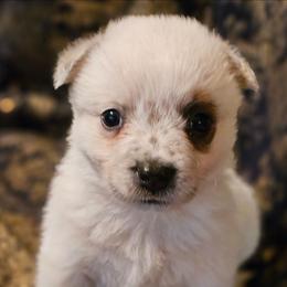 Pavo - Red mottled female Australian Cattle Dog puppy in Sneedville, Tennessee from JoAnn's Australian Cattle Dogs