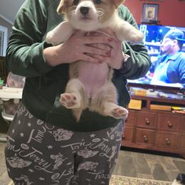 Pembroke Welsh Corgi Puppies from Larile Farm