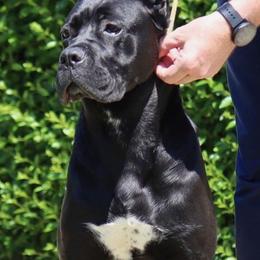 Brynn - Cane Corso