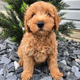 Hayze - Red  male Goldendoodle puppy in Archbold, Ohio from Wurster's Mini Wee Doodles