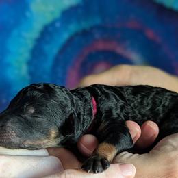 Pink Girl - Phantom female Poodle puppy in Coal City, Illinois from Pantheon Poodles