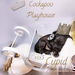 Cupid Before Xmas discount with deposit - Brown male Cockapoo puppy in Demorest, Georgia from Royal Cockapoo Playhouse
