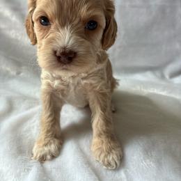 Elizabeth - Buff female Cockapoo puppy in Adrian, Oregon from ApplebyFarm