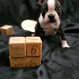 American Bully and Boston Terrier Puppies from Greenberg's Boston Terriers & Bullies of Metro Detroit