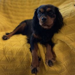 Cavalier King Charles Spaniels from Jones Grove Puppies