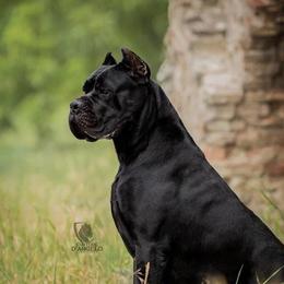 Urus - Cane Corso