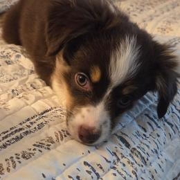 Boy 3 - Red tri male Toy Australian Shepherd puppy in Missouri from MadCat Toy Aussies