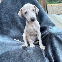 Twist - Fawn male Italian Greyhound puppy in Wilkes Barre, Pennsylvania from Laraz Pupz