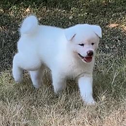 Chuichi no Shiro go Winmont - White male Japanese Akitainu puppy in Copperas Cove, Texas from Winmont Akitas