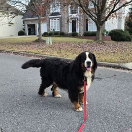 Ruby - Bernese Mountain Dog