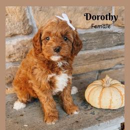 Dorothy - Red  female Goldendoodle puppy in Hilton, New York from The House of Goldendoodle