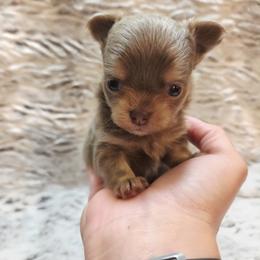 Lilac and tan - Silver female Chihuahua puppy in Richmond, Virginia from Breens