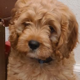 Cavapoos and Portuguese Water Dogs from Gulf Coast Puppies