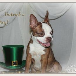 Honest - Boston Terrier